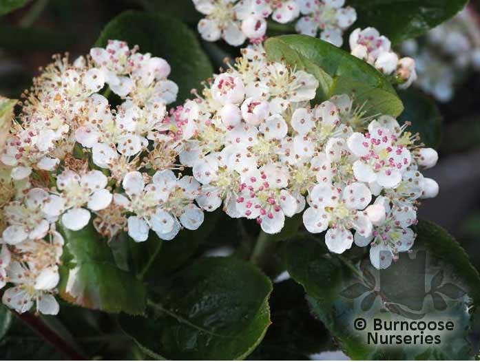Tatari-vaahtera hedelm&auml;nystyt